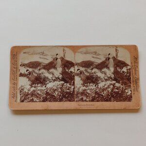 ANTIQUE Stereograph Card California Partridges M. H. Zahner Publisher